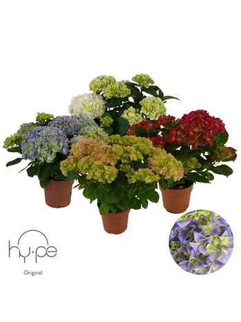 HYDR M 7 + MIX