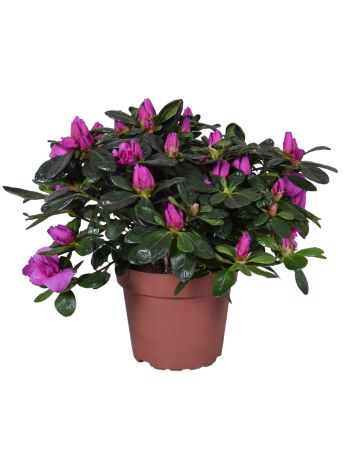 RHODO SI RENATO LILA