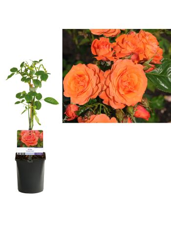 ROSA ORANGE QUEEN