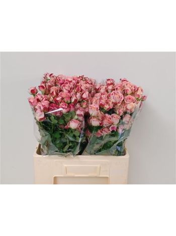 R TR FLINDERS LANE 60CM