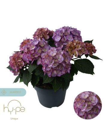 HYDR  AVE BLUE