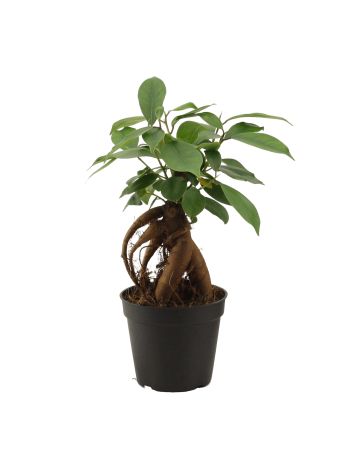 FICUS GINSENG MICROCARPA