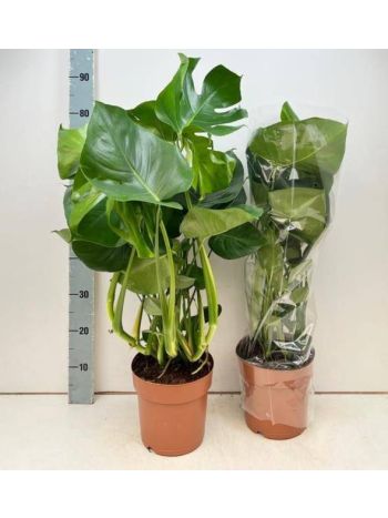 MONSTERA DELICIOSA