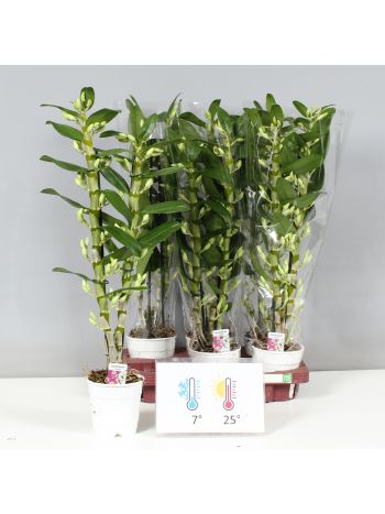 DENDR N 2 ÁG APOLLON