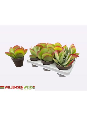 KALANCHOE THYRSIFL AGYAG KASPÓS