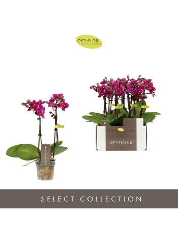PHAL MF 2ÁG OPTIFRIEND PURPLE