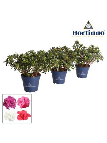 RHOD HORTINNO GEM