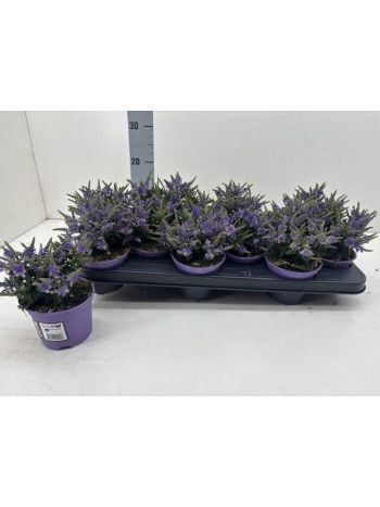 HEBE NAU DARK BLUE