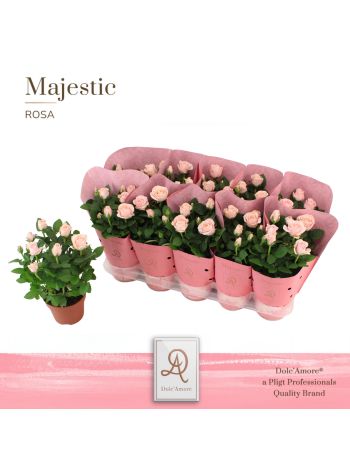 RO AM INF SOFT PINK