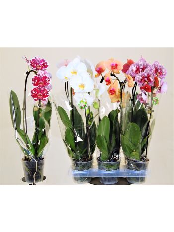 PHAL 1 ÁG CASCADE TL