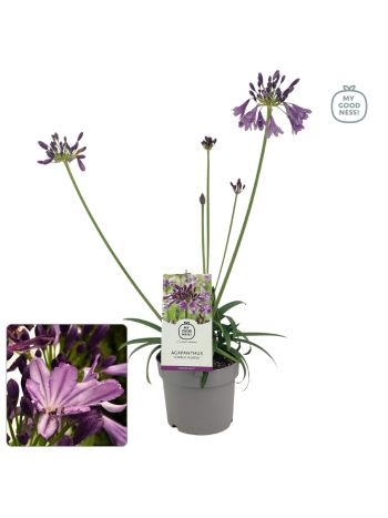 AGAPANTHUS POPPIN PURPLE