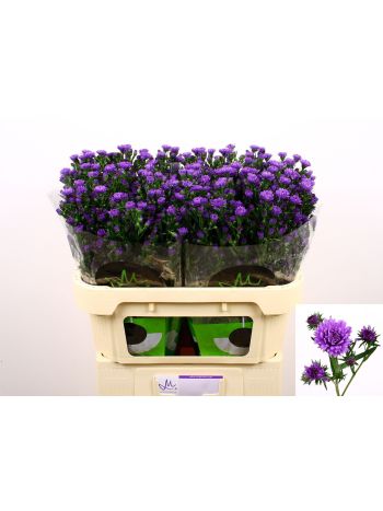 AST ASTEE DARK MILKA