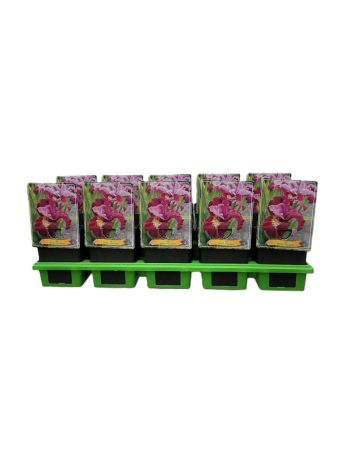 IRIS SIBIRICA MISS APPLE