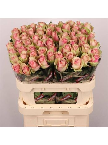 R GR BELLE ROSE 80CM