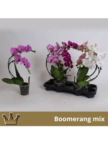 ZZ PHAL 2 ÁG HOLD BERNH