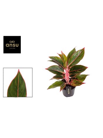 AGLAO JUNGLE RED