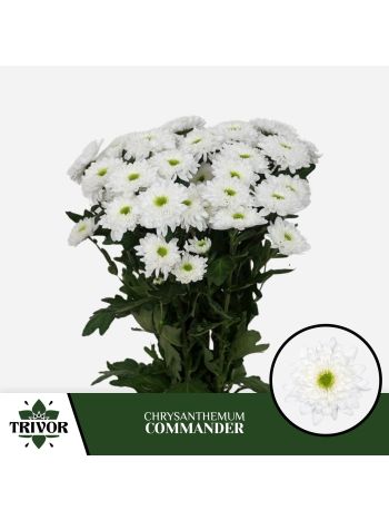CHR T  F. COMMANDER