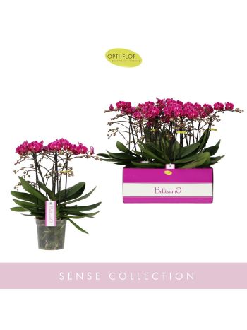 ZZ PHAL BELLISSIMO AMORE x3