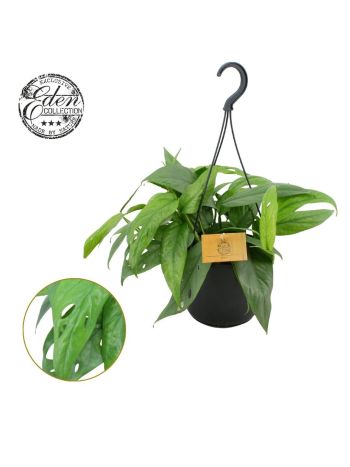 EPIPR CEBU BLUE AKASZTÓS