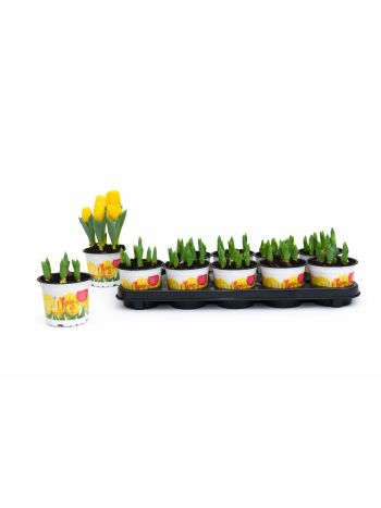 ZZ TULP YELLOW BABY 12CM