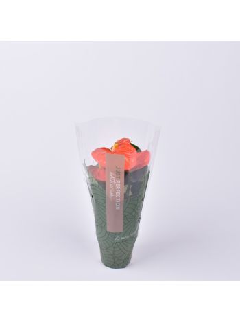 ZZ ANTH ORANGE CHAMPION JUST PERFECT