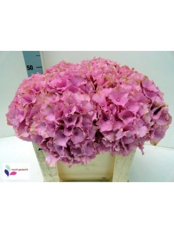 HYDR M ROY PALACE 80CM