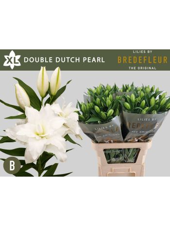 LI OR DU DD PEARL