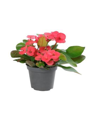 EUPHOR MILII 'EOS'
