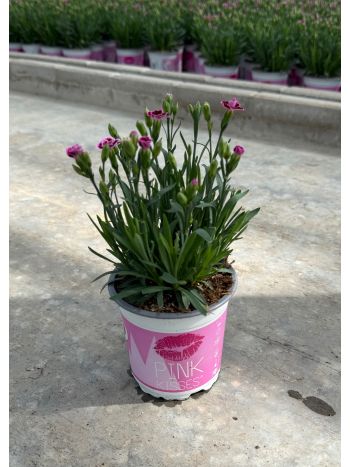 DIAN PINK KISSES