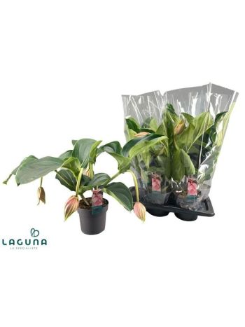 MEDIN MAGNIFICA 4+