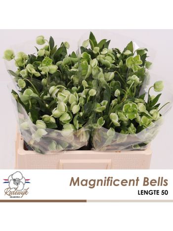 IAD MAGNIFIC CLOPOTE