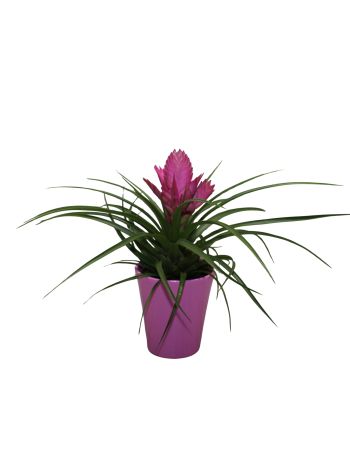 ZZ TILLANDSIA JOSEE KASPÓS