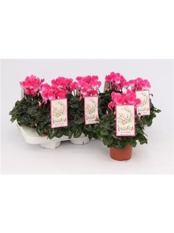 ZZ CYCL INDIAKA MAGENTA