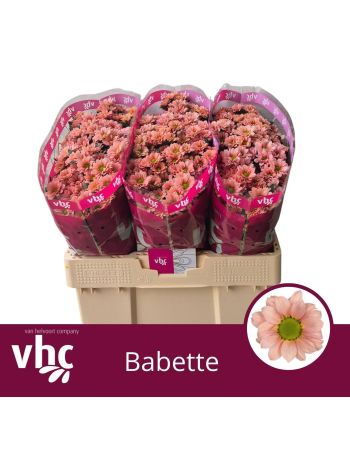 CHR SAN BABETTE