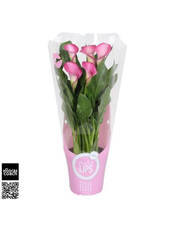 ZZ ZANT  MORE LIPS ZAZU