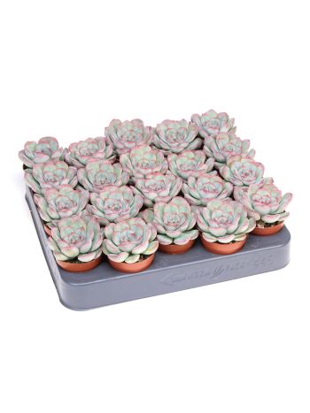 ECHEVERIA MYSTERY