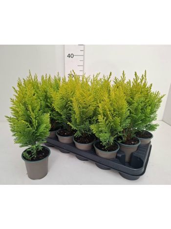 CHAM L ELLWOODS EMPEROR