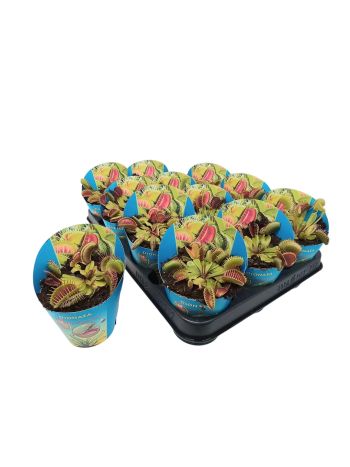 DIONAEA MUSCIPULA V OBALE NA KVETINÁČE