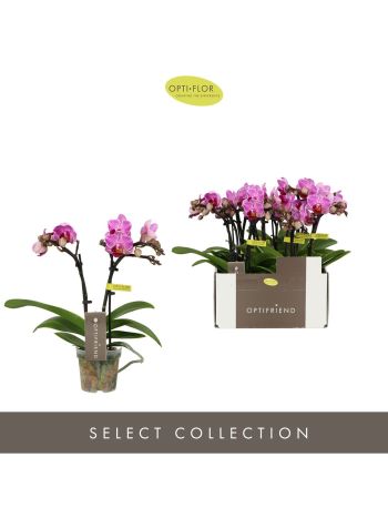 PHAL MF 2ÁG OPTIFRIEND LOTTE