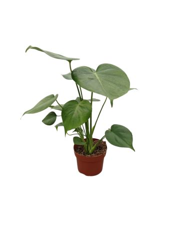 MONSTERA DELICIOSA