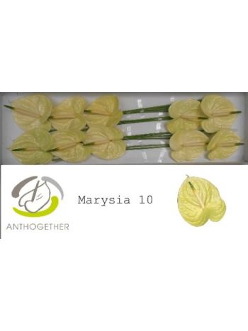 ANTHU A MARYSIA *10