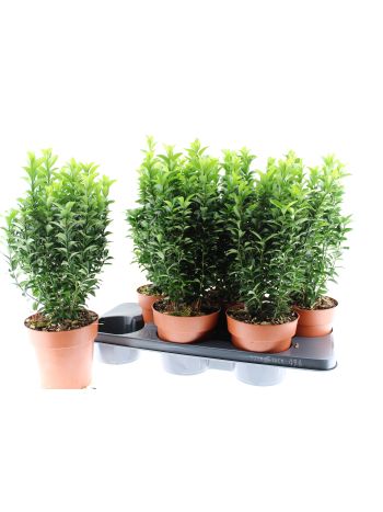 EUON JAP GREEN SPIRE
