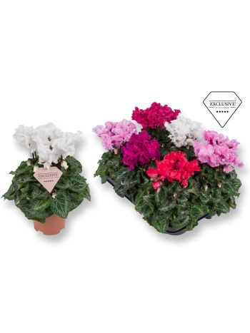 CYCL MD SUP MERENGUE AKCIO