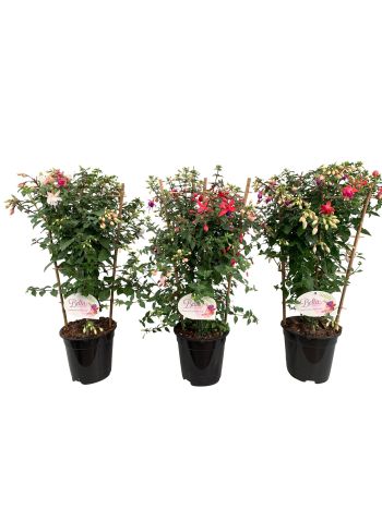 ZZ FUCHSIA MIX RÁCSOS