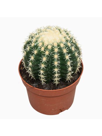 ECHINOcactus BREVISPINA 13 CM
