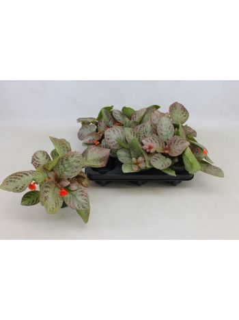 EPISCIA TIERRA PLATA