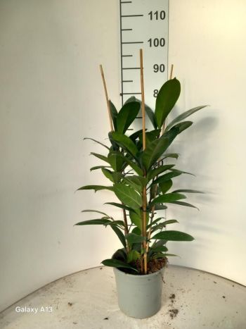 FICUS CYATHISTIPULA