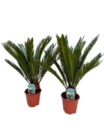 CYCAS REVOLUTA AKCIO