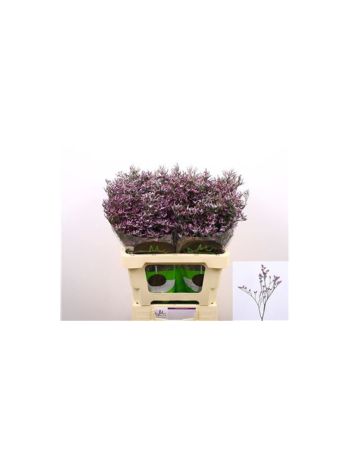 LIM  SAFORA LILAC