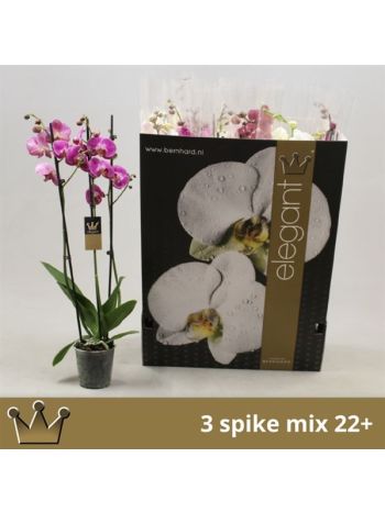 PHAL 2 ÁG MIX TL